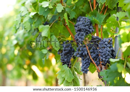 Fresh ripe juicy grapes growing in vineyard
