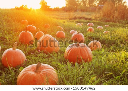 field with orange pumpkins at sunset Royalty-Free Stock Photo #1500149462