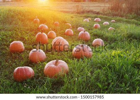 field with orange pumpkins at sunset