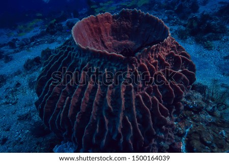 underwater sponge marine life  coral reef underwater scene abstract ocean landscape with sponge