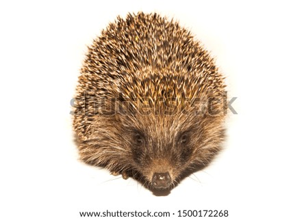 hedgehog animal with spikes isolated on white looking at camera
