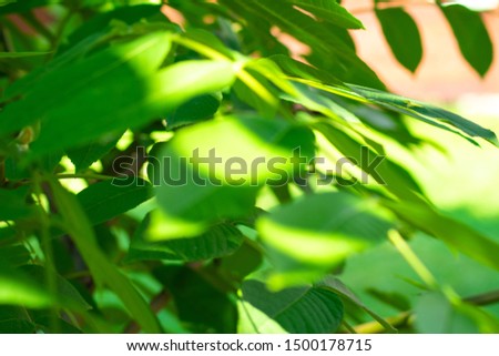 green leaves in the sunshine blurred background