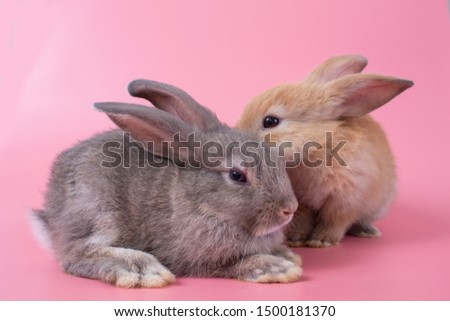 two small fluffy  bunny on pink background, isolate, easter bunny