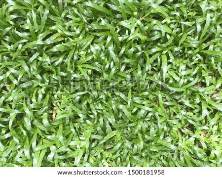 Green grass texture as background.