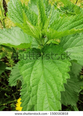 Nettle green leaves, close up