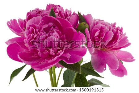 Pink peonies flowers isolated on white background.