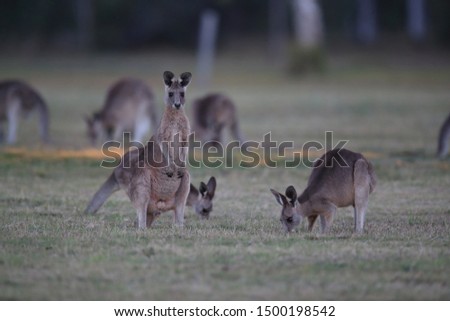 eastern grey kangaroo (Macropus giganteus) in the morning at the food intake ,Queensland ,Australia 