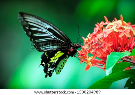 Troides minos or Southern birdwing butterfly on a flower-selected focus 