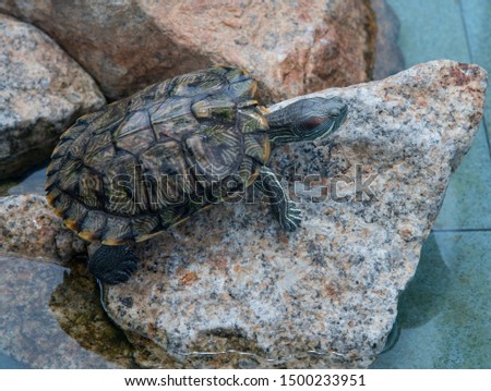 Land tortoises found in the public pond.