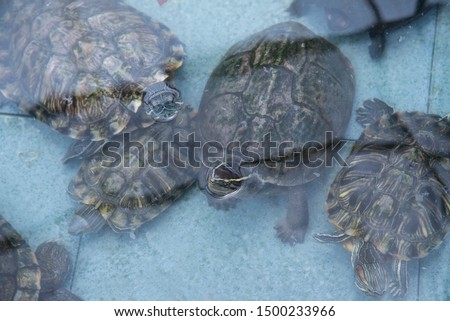 Land tortoises found in the public pond.