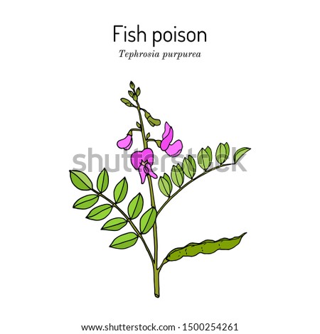 Fish poison (tephrosia purpurea), medicinal plant. Hand drawn botanical vector illustration