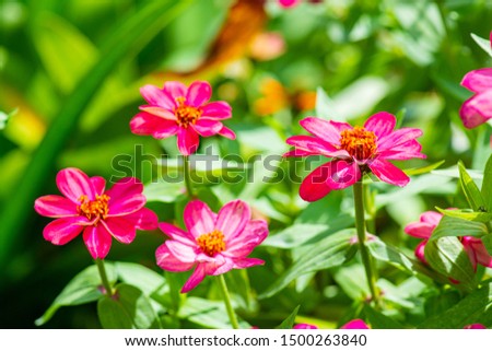 Zinnia flower with natural background, Thailand.