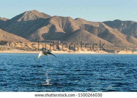 Munk's devil rays, mobula munkiana, breaching in the early morning along the coast of Baja California, Mexico.