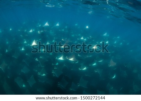 A large aggregation of Munk's devil rays, mobula munkiana, swimming in deep water, Sea of Cortes, Baja California, Mexico. 