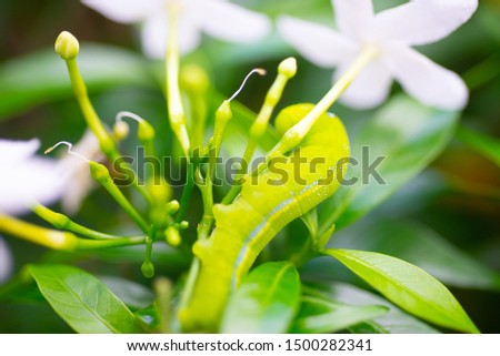 A picture of a worm eating a plant