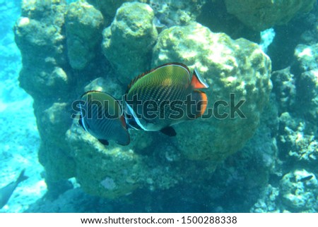 The underwater world of the tropical Indian Ocean with coral reefs and colored fish during snorkeling. Maldives, Biyadhoo Island