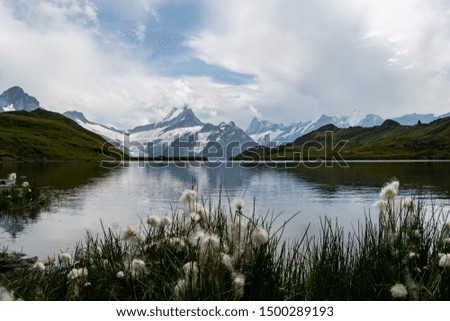 Bachalpsee in Grindelwald with Eiger Mönch and Jungfrau in the back and Flowers in the front