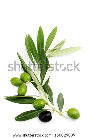 Olive branch and leaves of green olives Royalty-Free Stock Photo #150029009