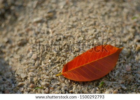 Closeup selective dry leaf on sand, 
 suitable for background.