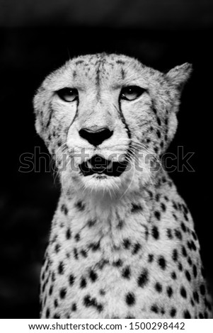 Cheetah in Black and White
