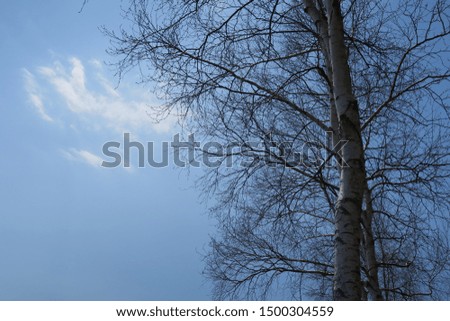 Spring landscape of trees in a park in  Hokkaido, Japan
