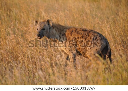 Spotted Hyena in Serengeti national park Tanzania