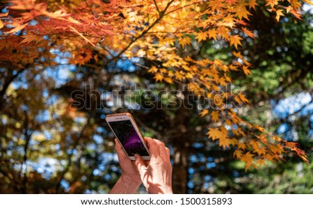 Old Woman's hand use smartphone takes a photo on colorful fall foliage in sunny day. Beautiful Autumn landscape background