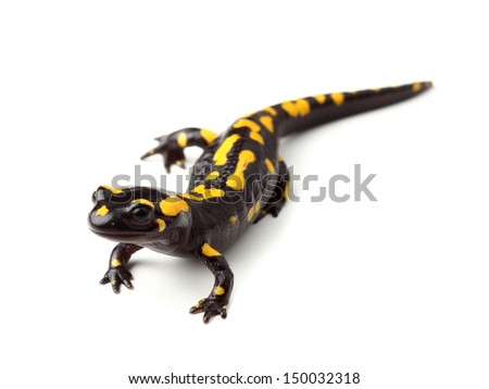 	Fire salamander (Salamandra salamandra) on white