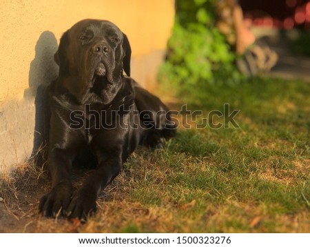 Dog Of The Breed Cane Corso Italian Mastiff Images And