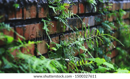 Ferns are on the wall in a rainy season