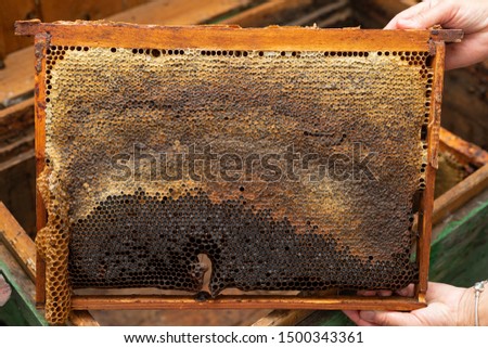 Close up picture of beekeeper harvesting fresh honey from honeycomb