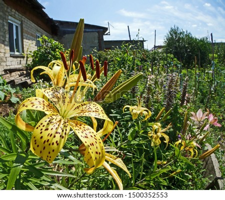 yellow tiger lilies in the garden in the sunlight
