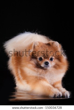 Pomeranian, German Spitz