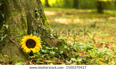 Urn grave with sunflower, forest cemetery Royalty-Free Stock Photo #1500370427