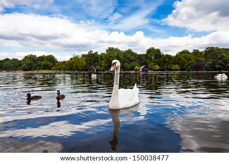 Swan in Hyde Park Royalty-Free Stock Photo #150038477