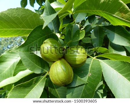 Fruits of the Carya ovata, the shagbark hickory, is a common hickory in the Eastern United States and Southeast Canada. Juglandaceae family
 Royalty-Free Stock Photo #1500393605