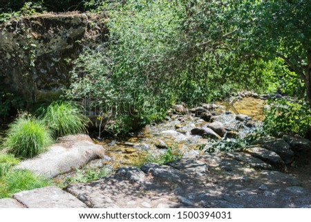 mountain river between stones and vegetation in summer time