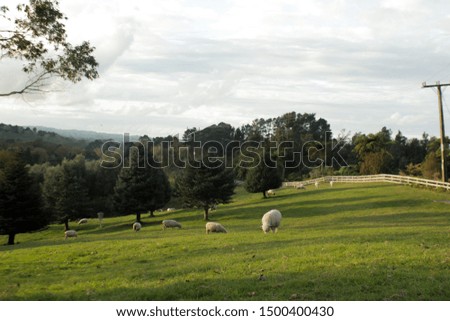 Sheep enjoying their meal in farm
