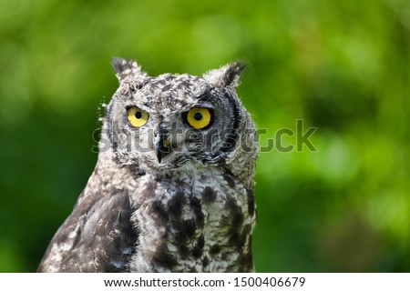 Cute african eagle owl is hunting
