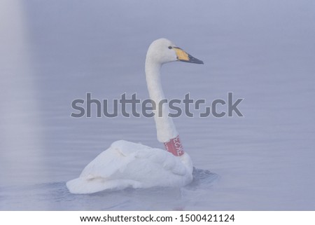Swan with a red bandage on his neck. Ornithologists and veterinarians tagged a swan. "Lebedinyj" Swan Nature Reserve, "Svetloye" lake, Urozhaynoye Village, Sovetsky District, Altai region, Russia