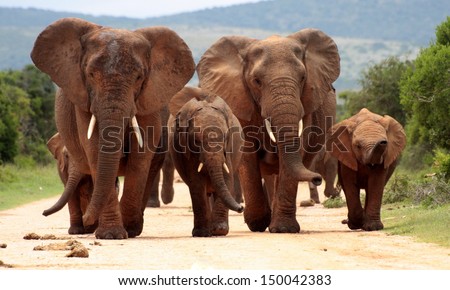 A herd of elephant walk towards the camera with all of them moving their trunks and smelling me. Taken in Addo Elephant National Park, South Africa
