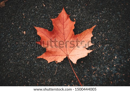 Red autumn leave on asphalt