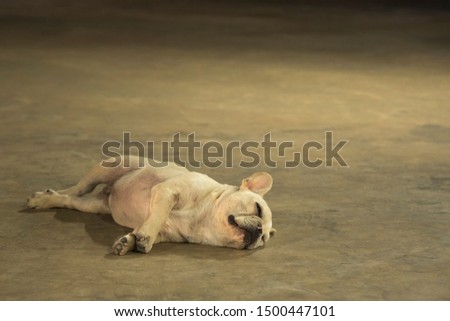 Sleepy French Bulldog sleeping on cement floor