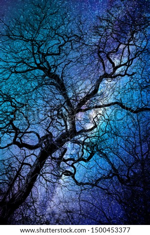Silhouette of a twisted tree in winter, starry night halloween background