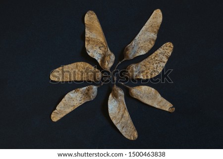  SAO PAULO, BRAZIL - Seven dry aerial seeds arranged in a helix shape on a black background.