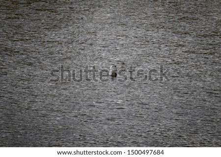 Sea Gull on Water Surface