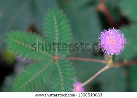 Lovely Pink Mimosa Pudica on right side of picture with blurred leaves on left.