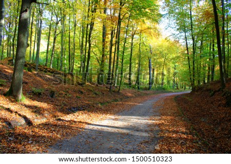 Autumn forest scenery with rays of morning sun shining trough the trees