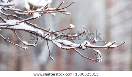 Snow covered dry tree branch in the forest