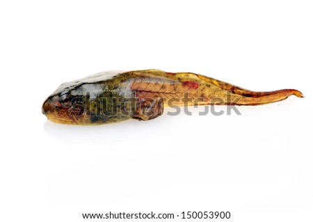 Tadpoles in close-up pictures on a white background  
